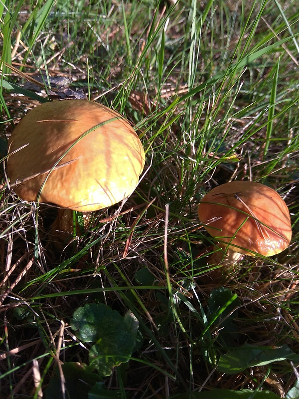 masliak smrekovcový Suillus grevillei (Klotzsch) Singer