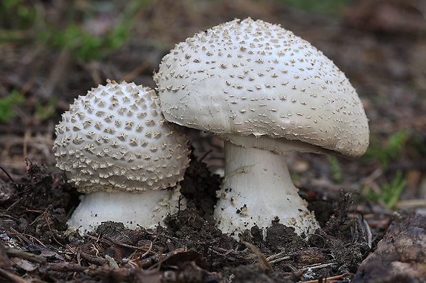 muchotrávka ostnatá Amanita echinocephala (Vittad.) Quél.