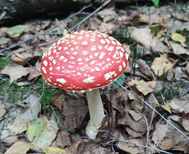 muchotrávka červená Amanita muscaria (L.) Lam.