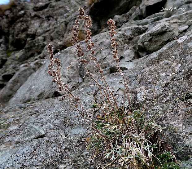 palina skalná Artemisia eriantha Ten.