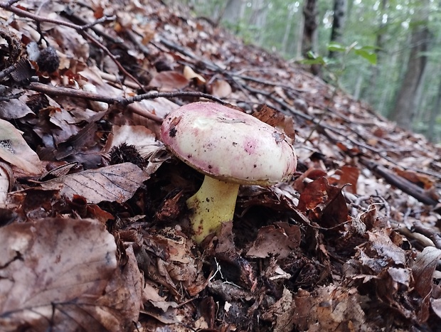 hríb kráľovský Butyriboletus regius (Krombh.) D. Arora & J.L. Frank