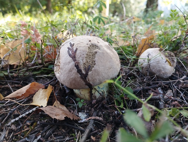 hríb horký Caloboletus radicans (Pers.) Vizzini