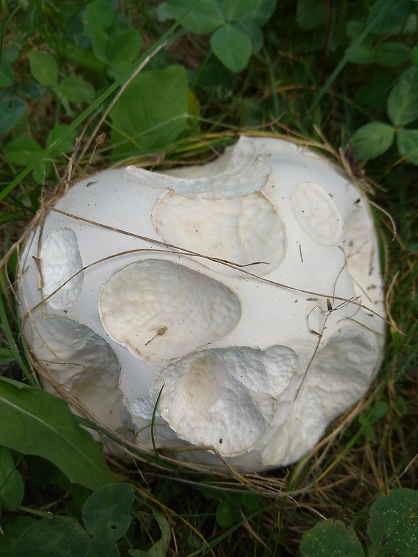 vatovec obrovský Calvatia gigantea (Batsch) Lloyd