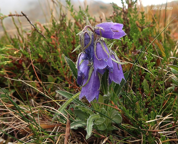 zvonček alpínsky Campanula alpina Jacq.