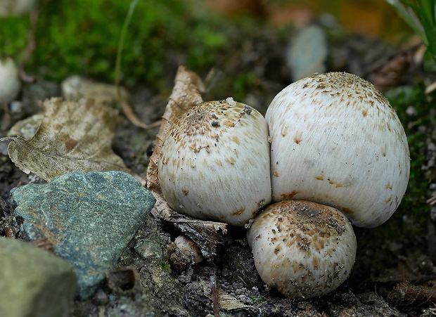 hnojník Romagnesiho Coprinopsis romagnesiana (Singer) Redhead, Vilgalys & Moncalvo