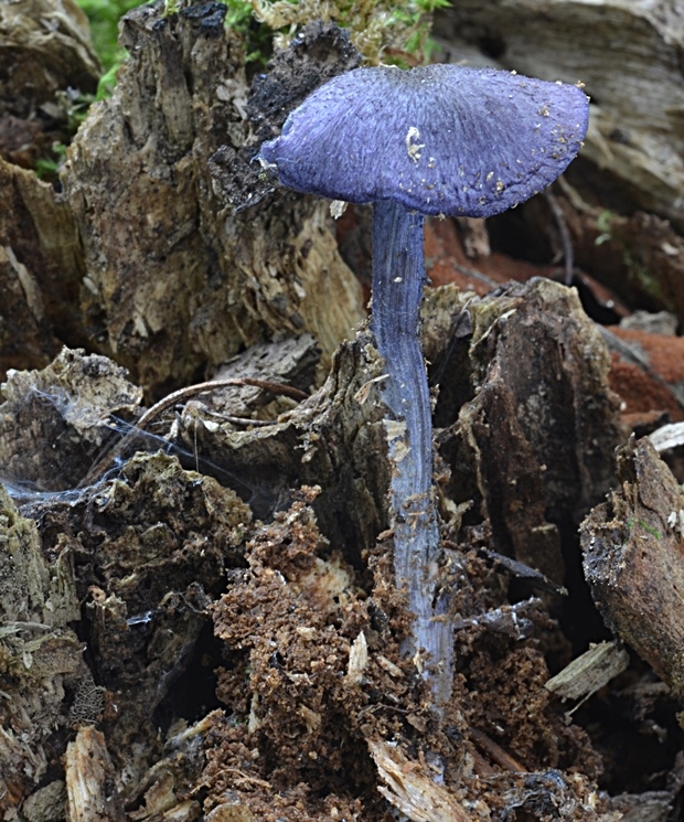 hodvábnica fialovomodrá Entoloma euchroum (Pers.) Donk