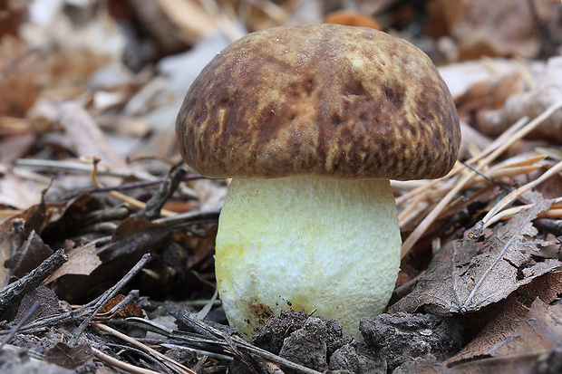 hríb jamkatý Hemileccinum depilatum (Redeuilh) Šutara