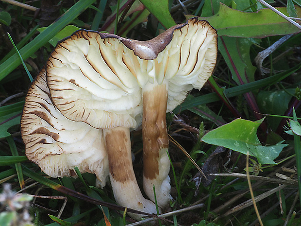 lúčnica lúhová Hygrocybe ingrata J.P. Jensen & F.H. Møller