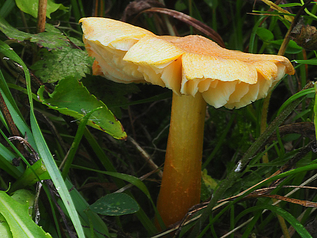 lúčnica ohnivá Hygrocybe intermedia (Pass.) Fayod