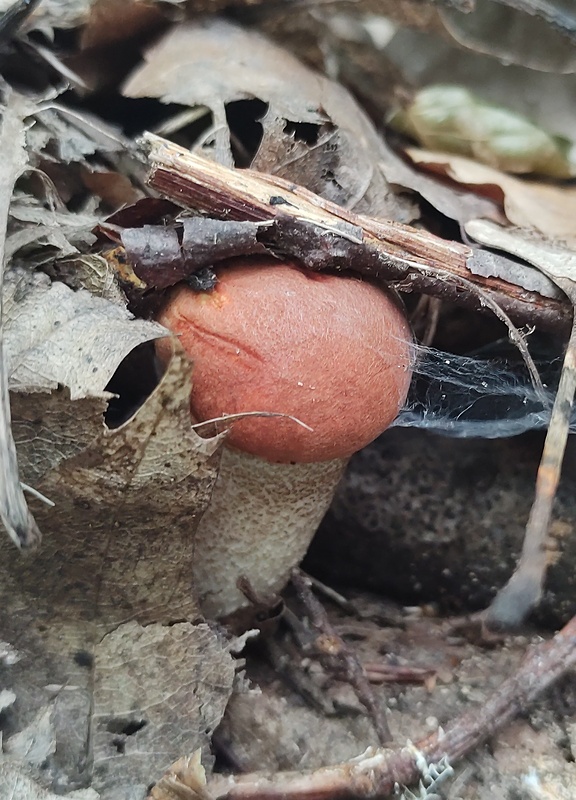 kozák Leccinum sp.