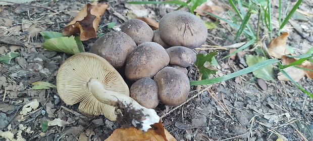 strmulec? Lyophyllum sp.