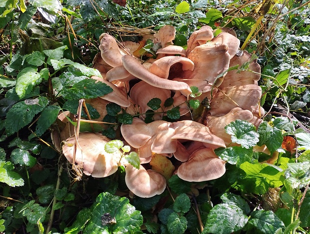 vejárovec obrovský Meripilus giganteus (Pers.) P. Karst.