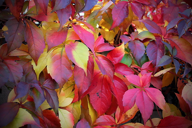 pavinič päťlistý Parthenocissus quinquefolia (L.) Planch.