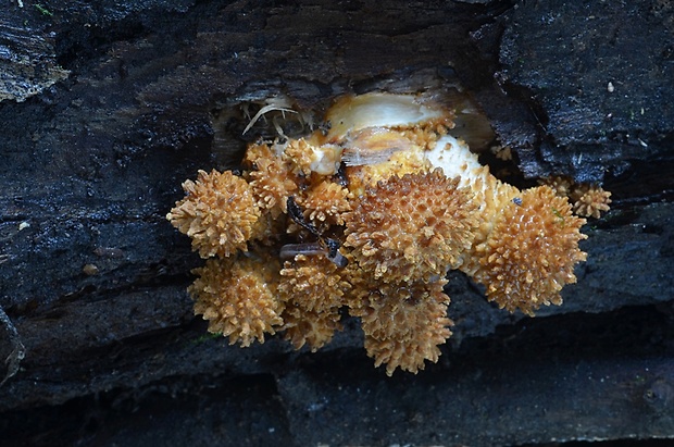 šupinovka šupinatá Pholiota squarrosa (Vahl) P. Kumm.