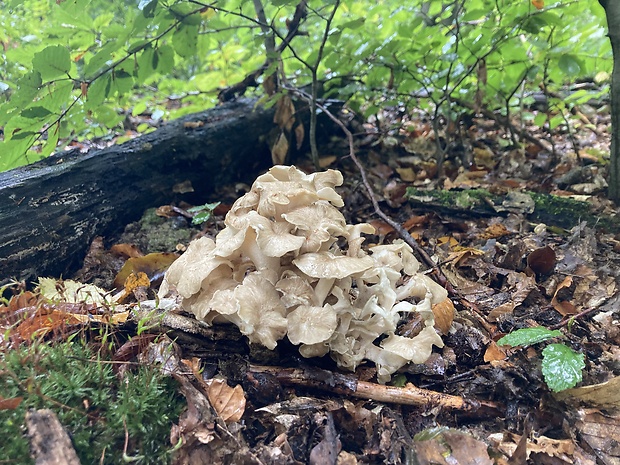 trúdnik klobúčkatý Polyporus umbellatus (Pers.) Fr.