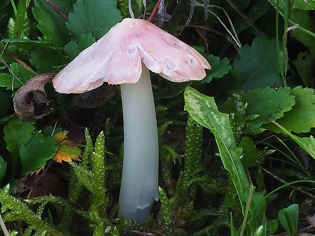 lúčnica ružovočervená Porpolomopsis calyptriformis (Berk.) Bresinsky