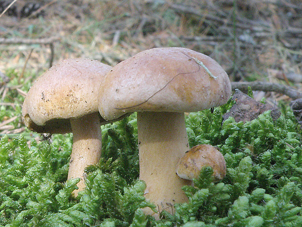 masliak kravský Suillus bovinus (Pers.) Roussel