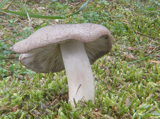 čírovka zemná Tricholoma terreum (Schaeff.) P. Kumm.