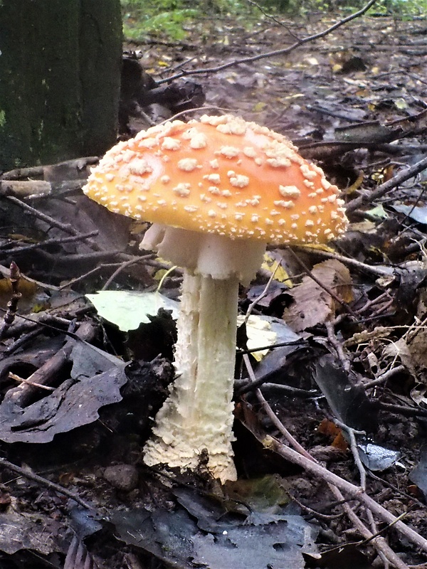 muchotrávka červená Amanita muscaria (L.) Lam.