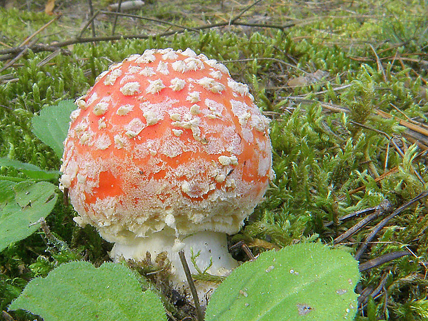 muchotrávka červená Amanita muscaria (L.) Lam.