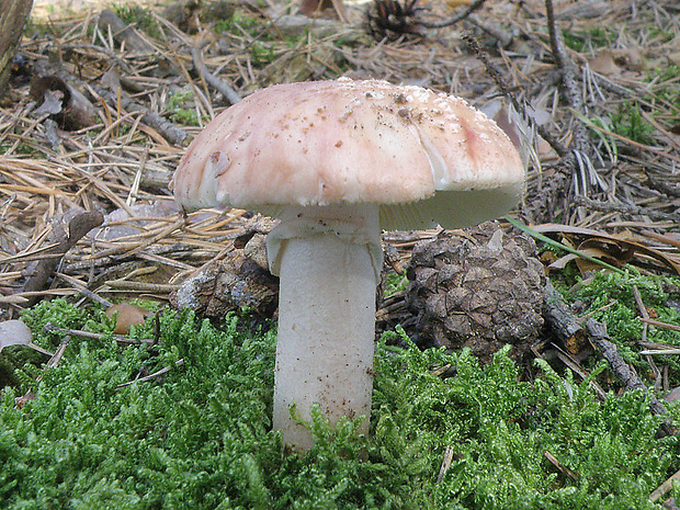 muchotrávka červenkastá Amanita rubescens Pers.