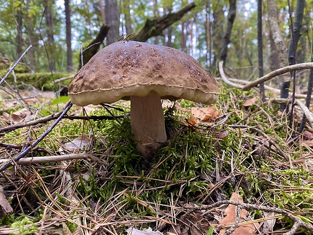 hríb smrekový Boletus edulis Bull.