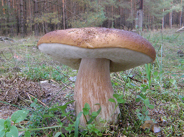 hríb smrekový Boletus edulis Bull.