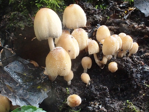 hnojník ligotavý Coprinellus micaceus (Bull.) Vilgalys, Hopple & Jacq. Johnson