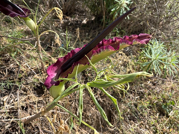 drakovec Dracunculus vulgaris Schott