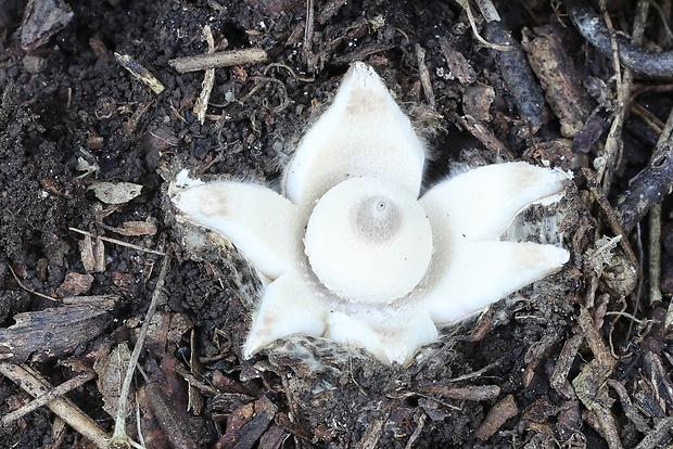 hviezdovka mechovitá Geastrum saccatum Fr.