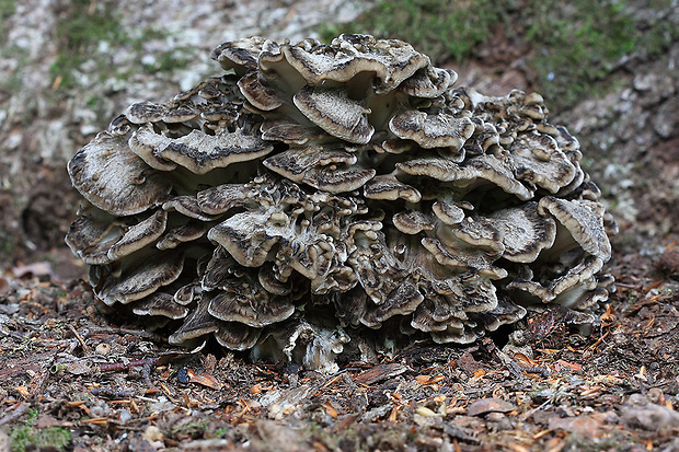 trsovnica lupeňovitá Grifola frondosa (Dicks.) Gray