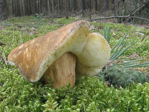 hríbnik gaštanovohnedý Gyroporus castaneus (Bull.) Quél.