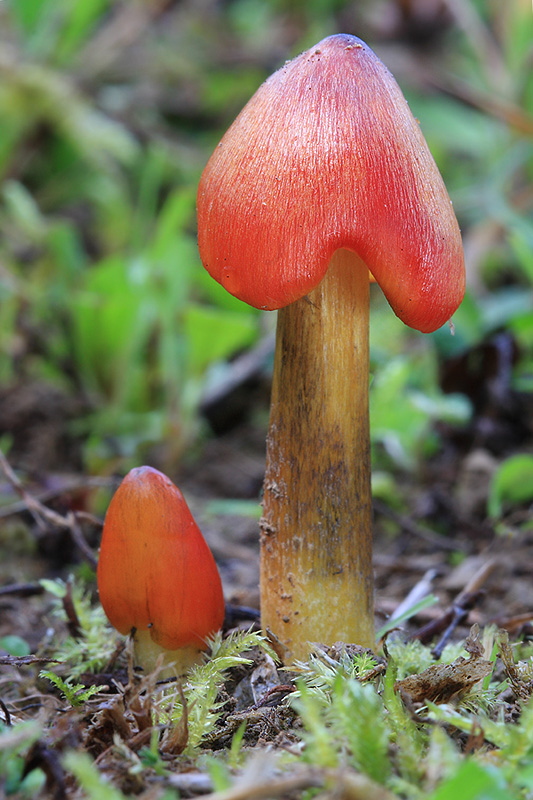 lúčnica kužeľovitá Hygrocybe conica (Schaeff.) P. Kumm.