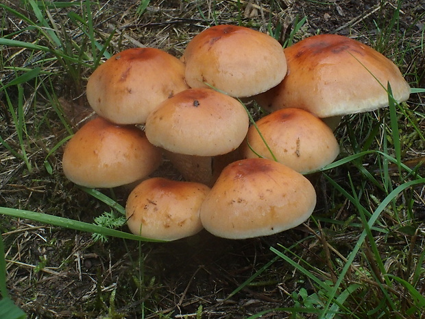 strapcovka tehlovočervená Hypholoma lateritium (Schaeff.) P. Kumm.