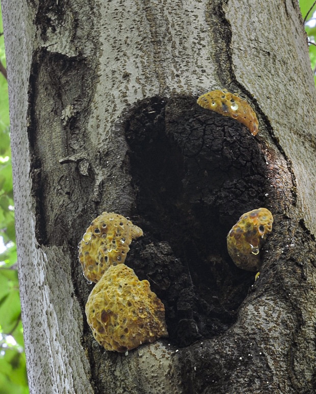 ryšavec ďatlí Inonotus nidus-pici Pilát