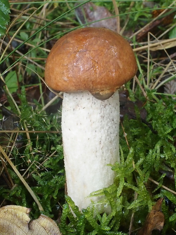 kozák osikový Leccinum albostipitatum den Bakker & Noordel.