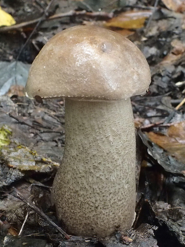 kozák brezový Leccinum scabrum (Bull.) Gray