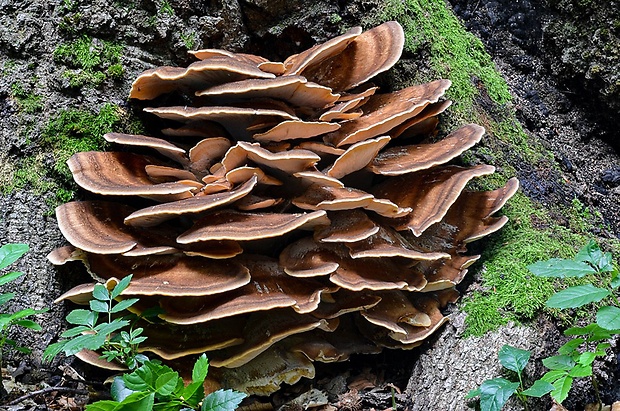 vejárovec obrovský Meripilus giganteus (Pers.) P. Karst.