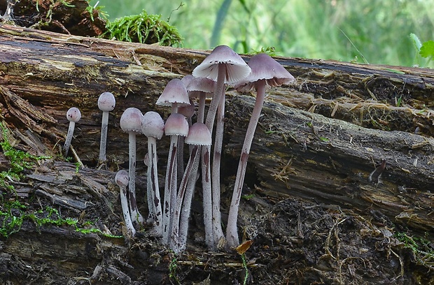 prilbička krvavomliečna Mycena haematopus (Pers.) P. Kumm.