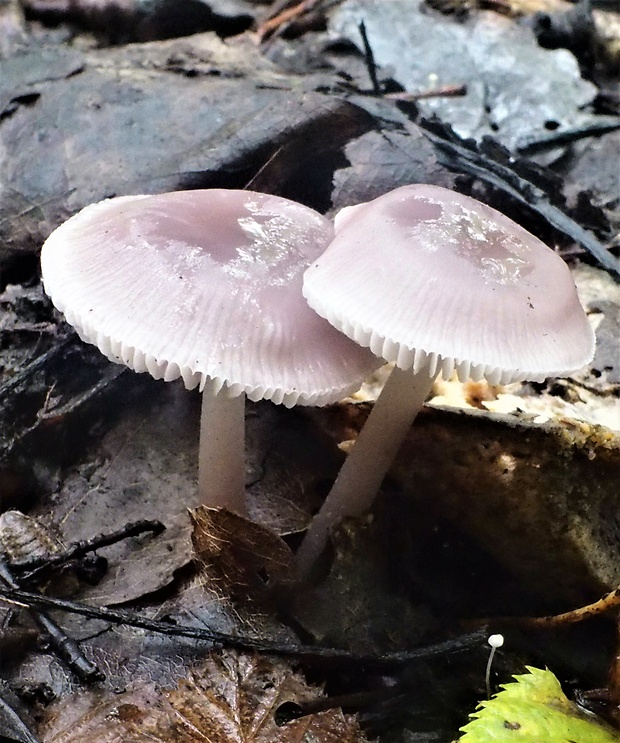 prilbička reďkovková Mycena pura (Pers.) P. Kumm.