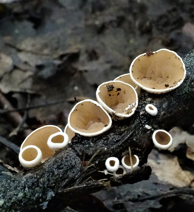 škľabka plstnatá Schizophyllum amplum (Lév.) Nakasone