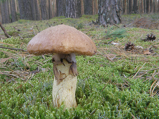 masliak obyčajný Suillus luteus (L.) Roussel