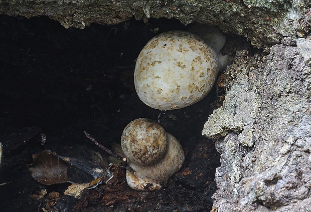 pošvovec stromový Volvariella bombycina (Schaeff.) Singer