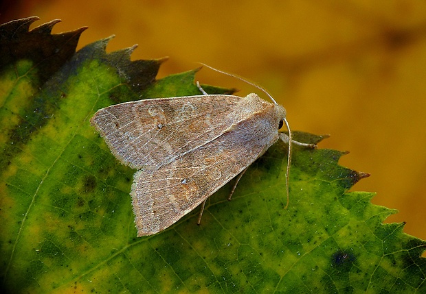 mora očkatá Xanthia ocellaris