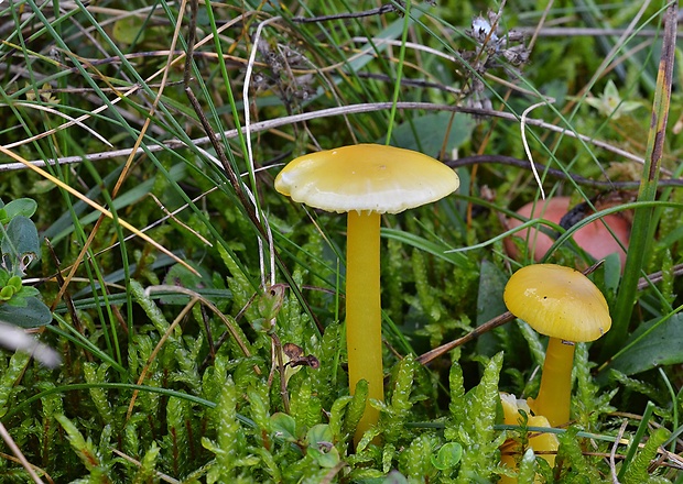 lúčnica vosková Hygrocybe ceracea (Wulfen) P. Kumm.