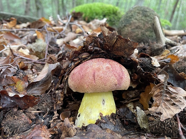 hríb kráľovský Butyriboletus regius (Krombh.) D. Arora & J.L. Frank