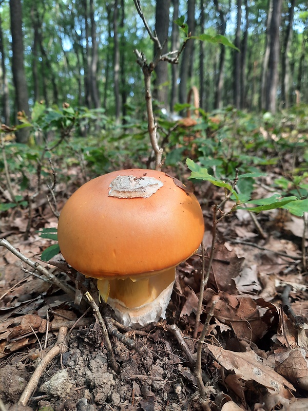 muchotrávka cisárska Amanita caesarea (Scop.) Pers.