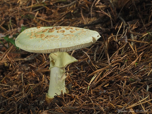 muchotrávka citrónovožltá Amanita citrina Pers.