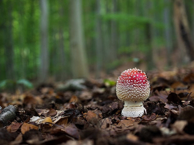 muchotrávka červená Amanita muscaria (L.) Lam.