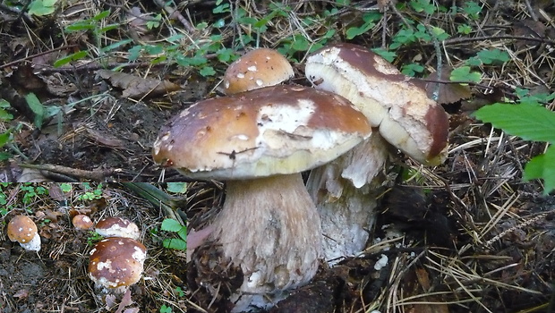 hríb smrekový Boletus edulis Bull.